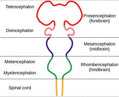 This diagram of the embryonic vertebrate brain indicates the telencephalon, diencephalon, prosen ...