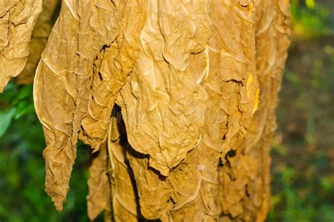 Drying Tobacco Leaf Close-up Drying Tobacco Growing Stock Image - Image of leaves, floral: 151332903