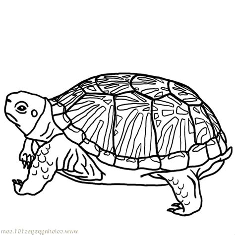 Print & Download - Turtle Coloring Pages as the Educational Tool