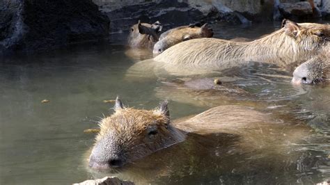 Izu Shaboten Park's Capybara Onsen