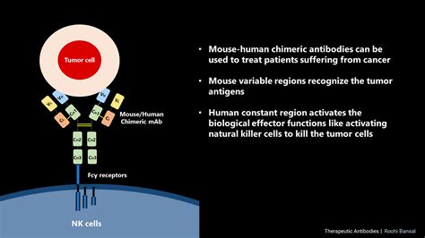 Antibody Engineering: Chimeric Monoclonal Antibodies (Part 1) | by Techskill Brew | Techskill ...