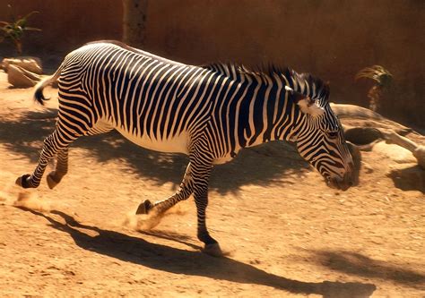 Galloping Zebra Free Photo Download | FreeImages