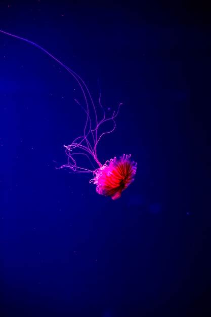 Premium Photo | Bright transparent neon jellyfish in the aquarium