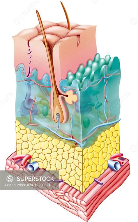 illustration of the skin with all its layers (epidermis, dermis and ...