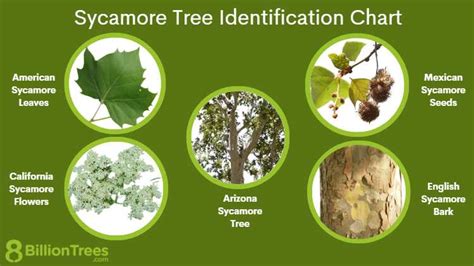 All You Need To Know About Sycamore Tree Seeds - Planting And Care Tips - [Updated September 2024 ]