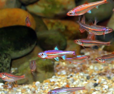 Rainbow Shiner - SWEET KNOWLE AQUATICS ONLINE SHOP