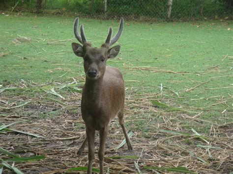 Philippine brown deer | Animals, Deer, Brown deer