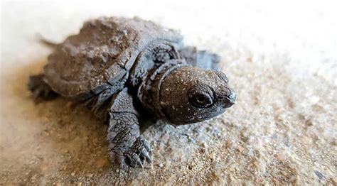 Common Snapping turtle for sale baby snapping turtles for sale online where to buy snapping ...