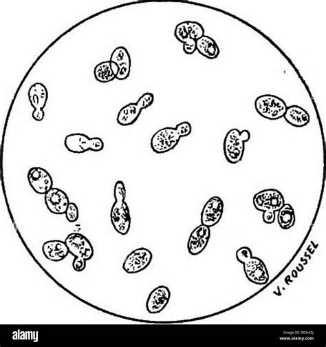 Budding yeast cell hi-res stock photography and images - Alamy