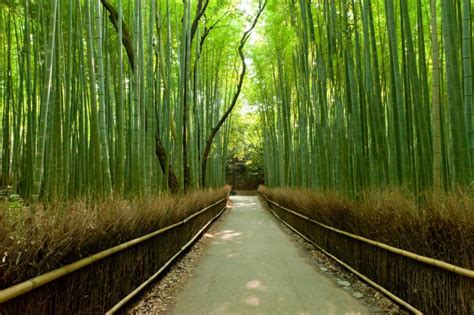 70+ Beautiful Japanese Nature Words to Inspire You - Team Japanese