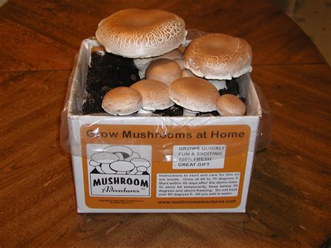 Best Mushroom Grow Kits - Urban Turnip