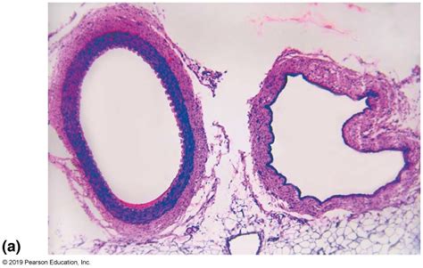 Arteries And Veins Histology