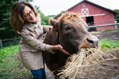 Emotional support animals: Cow cuddling is now popular in therapy ...