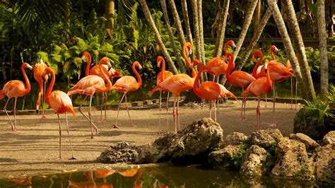 Flamingo Gardens in Davie, Florida | Expedia