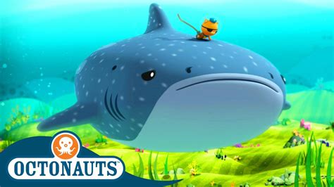 @Octonauts - The Whale Shark 🐋🦈 | Season 1 | Full Episodes | Cartoons for Kids - YouTube