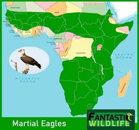 What is the Largest Eagle in Africa? Fantastic Wildlife