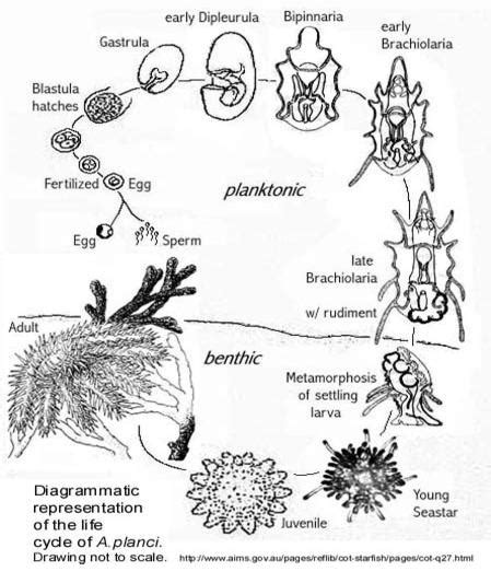 Starfish - Reproduction in the Animal Kingdom