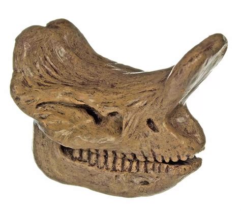 Embolotherium Skull