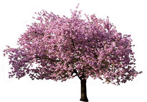 https://www.pngkit.com/png/full/73-732929_japan-tree-sakura-cherry-blossom-tree-png.png