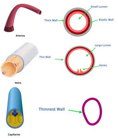 Blood and Blood Vessels: Veins and Capillaries (GCSE Biology) - Study Mind