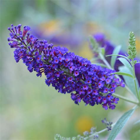 Pruning Butterfly Bushes - Flower Patch Farmhouse