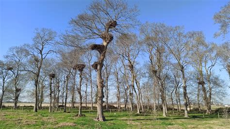 When storks come to town and where to spot them in Turkey | Daily Sabah