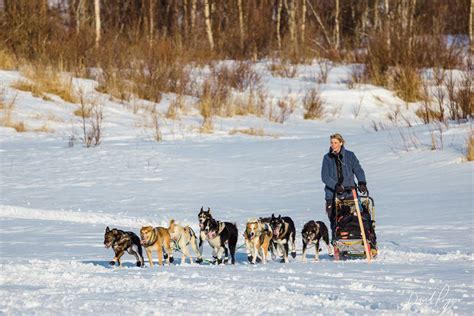 Mille Porsild Arriving to Iditarod – 2023 - Dave Poyzer