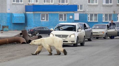 'Starving' Polar Bear Wanders Into Siberian Town : NPR