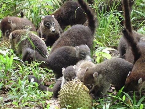 The Coati (mammal)