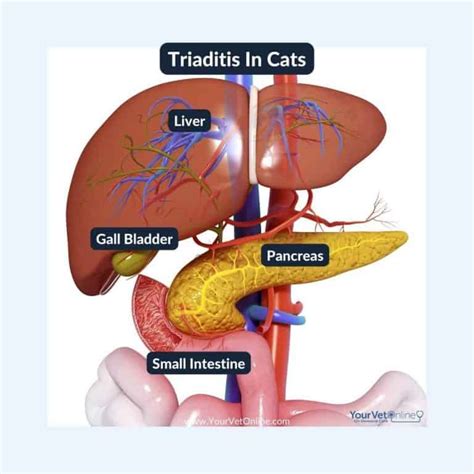 What To Feed A Cat With Triaditis | Answers | Your Vet Online