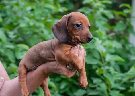 Free Dachshund Puppies Near Me | PETSIDI