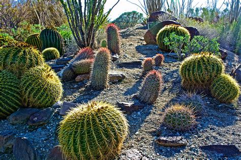 Variety of Desert Plants in Living Desert Zoo and Gardens in Palm Desert-California Photograph ...