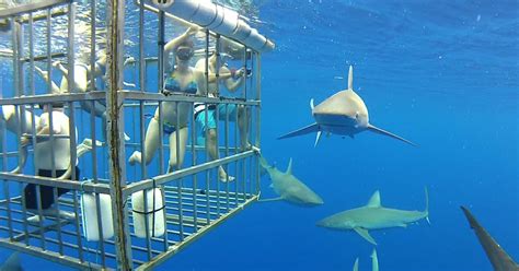 10 Facts About Sharks In Hawaii - Hawaii Ocean Project | Maui Whale ...