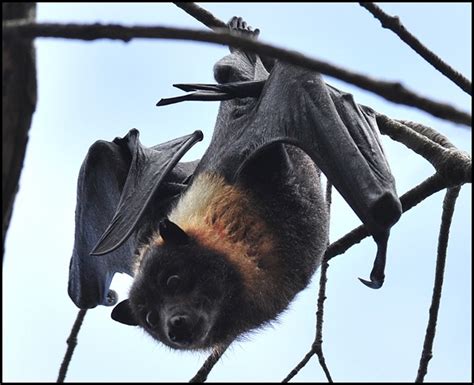 Beez Neez - Megabats