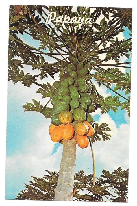 Papaya Tree Hawaiian Tropical Fruit Vintage Postcard Hawaii