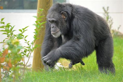 Western Chimpanzee - Animal Experiences At Wingham Wildlife Park In Kent