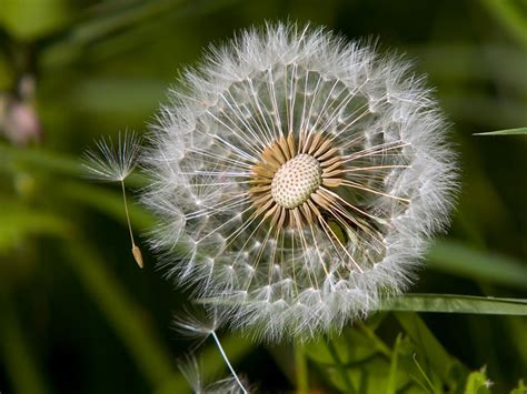 🔥 [40+] Blowing Dandelion Wallpapers | WallpaperSafari