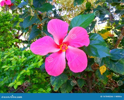 Gumamela flower stock photo. Image of nature, background - 167848266