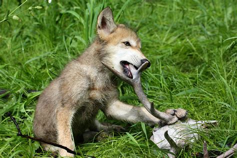 Gray Wolf Pups Photograph by Amanda Stadther