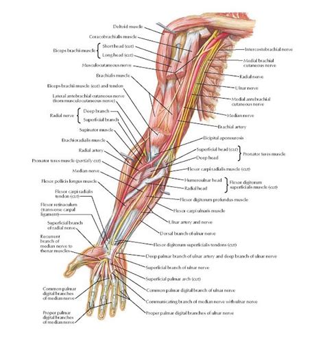 Upper Extremity Artery Anatomy - ANATOMY