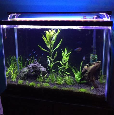 37 Gallon Stocking Ideas? | The Planted Tank Forum