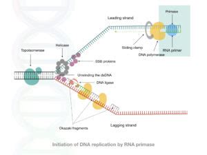 Comparison Between DNA Primer And RNA Primer: