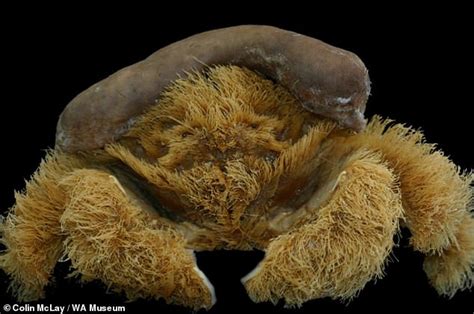 Fluffy crab that wears a sea sponge hat to protect itself against predators is the latest ...