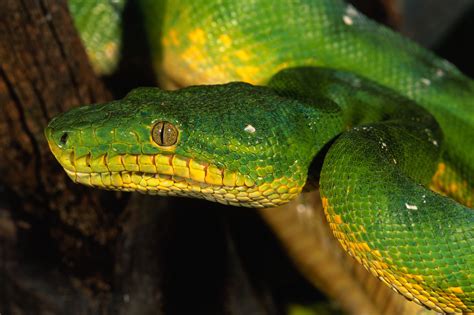 animals, Nature, Wildlife, Snake, Reptile Wallpapers HD / Desktop and Mobile Backgrounds