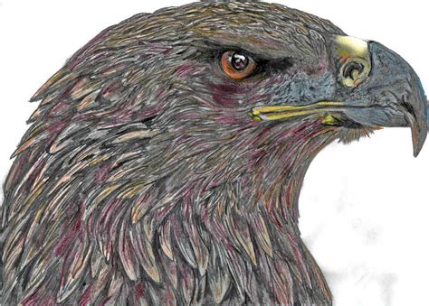 Golden eagle sketch by BobbyDazzl3r on DeviantArt