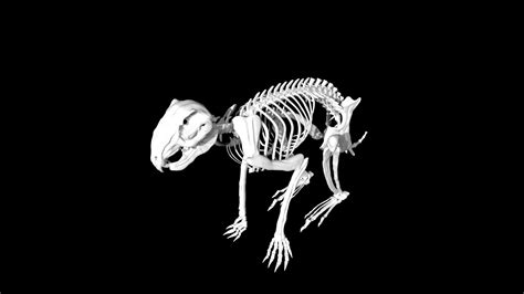 Hare skeleton 3d model Low Poly AR 3D Model - Team 3d Yard