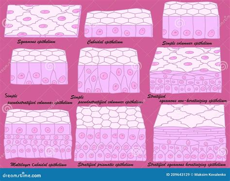 Types of Epithelium. Epithelial Cells in a Variety of Configurations Stock Vector - Illustration ...