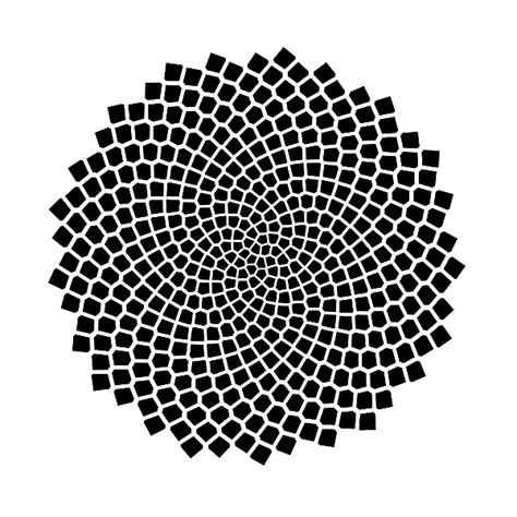 Fibonacci Numbers of Sunflower Seed Spirals – National Museum of Mathematics