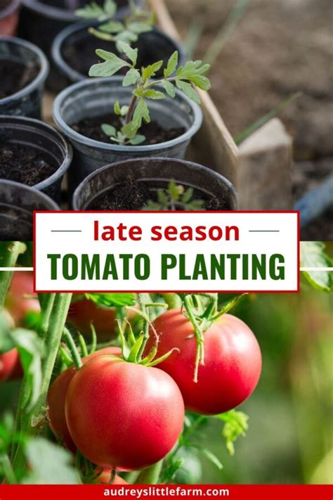 5 Tips for Late Season Tomato Planting - Audrey's Little Farm