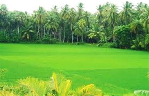 Konaseema Tourism (2024) India - Best Places to Visit in Konaseema, Konaseema Travel Reviews and ...